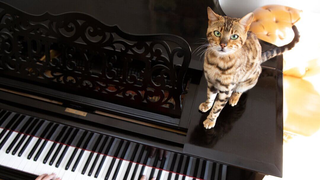 Musik F R Katzen So Beruhigend Ist Musik Purina